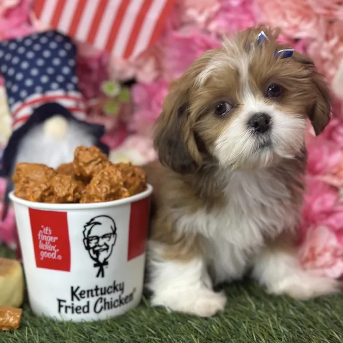 Female Lhasa Apso Puppy for Sale in Saugus, MA