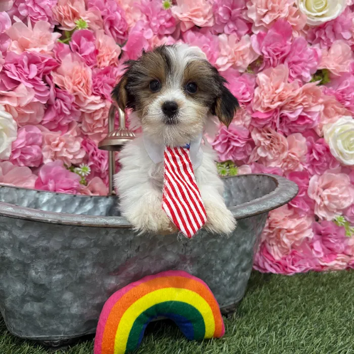 Male Yorkshire Terrier Puppy for Sale in Braintree, MA