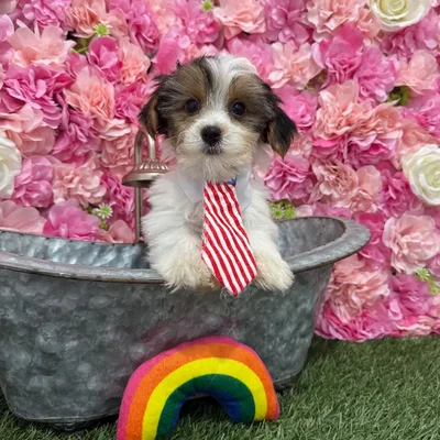 Male Yorkshire Terrier Puppy for Sale in Braintree, MA