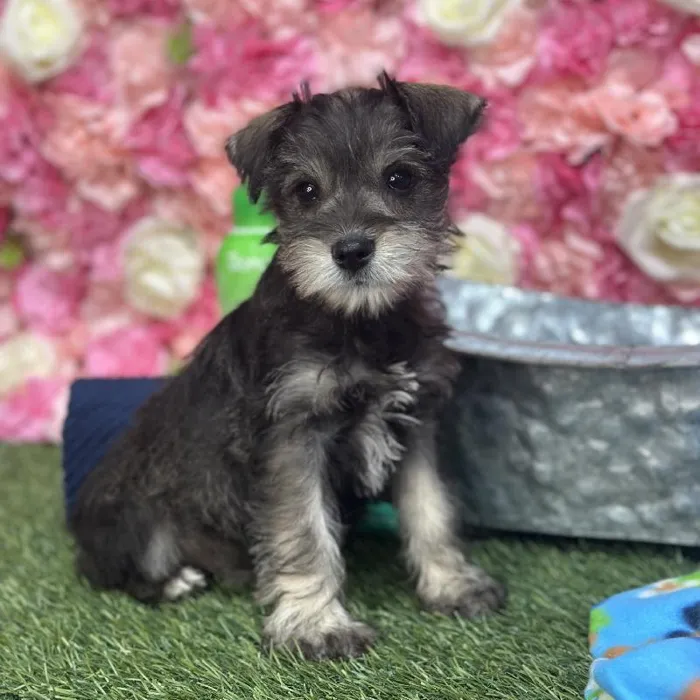 Male Miniature Schnauzer Puppy for Sale in Saugus, MA