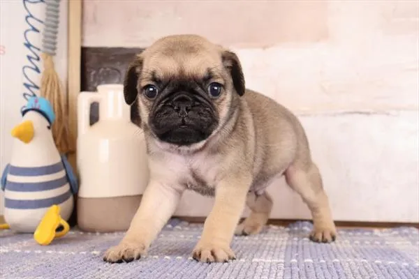 Male Pug puppy named Don for sale at Pet Express Saugus.