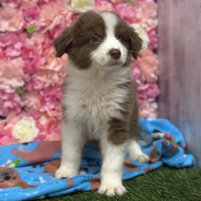Male Miniature Australian Shepherd Puppy for Sale in Saugus, MA