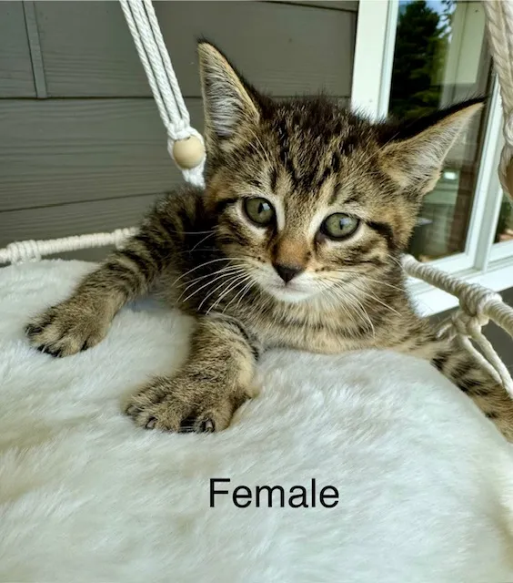 Female Domestic Short Hair kitten named Dinah for sale at Pet Express Saugus.