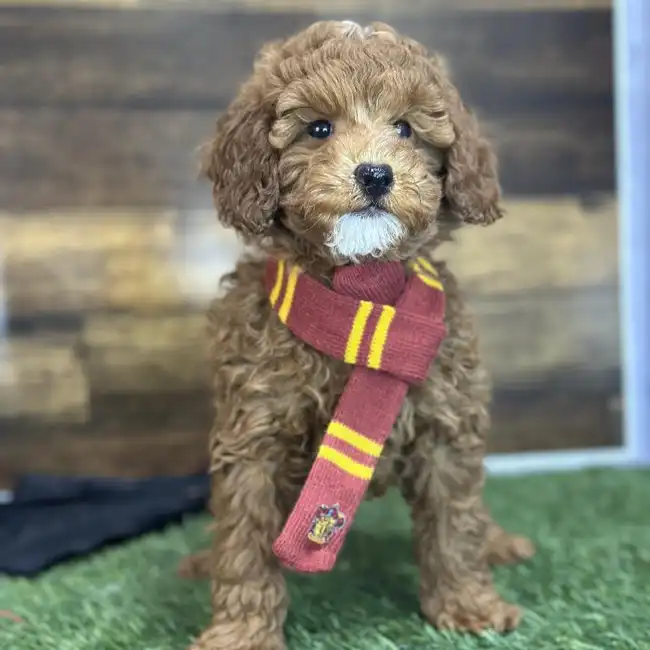 Male Poodle Moyen (Medium) Puppy for Sale in Saugus, MA