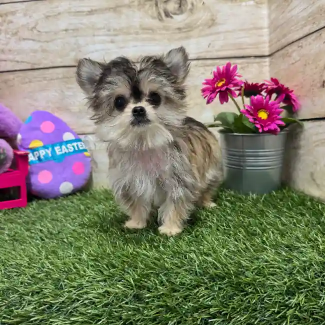 Male Chihuahua Puppy for Sale in Braintree, MA