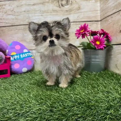 Male Chihuahua Puppy for Sale in Braintree, MA