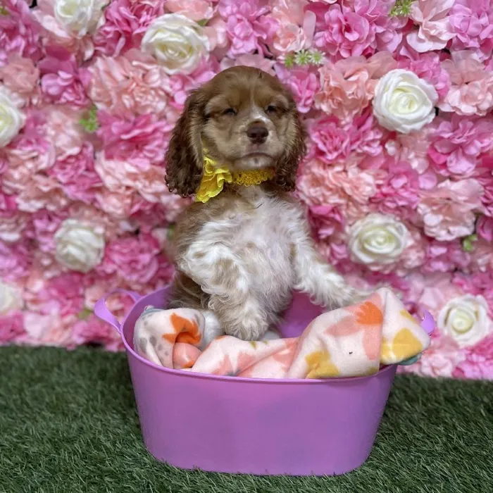 Female Cocker Spaniel Puppy for Sale in Saugus, MA