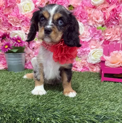 Female Cavalier King Charles Spaniel Puppy for Sale in Braintree, MA