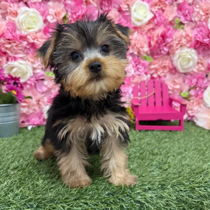 Male Yorkshire Terrier Puppy for Sale in Braintree, MA