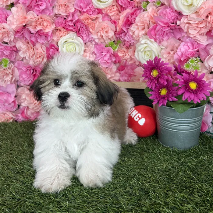 Male Malshi puppy named Pablo for sale at Pet Express Braintree.