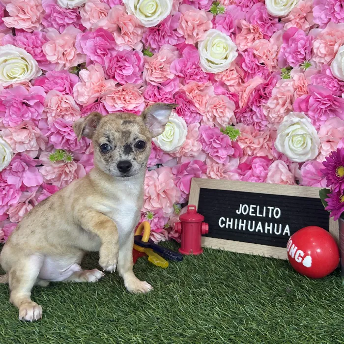 Male Chihuahua puppy named Joelito for sale at Pet Express Braintree.