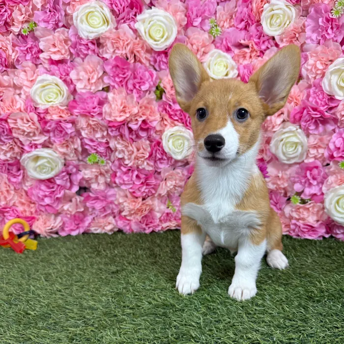 Female Pembroke Welsh Corgi puppy named Raya for sale at Pet Express Braintree.