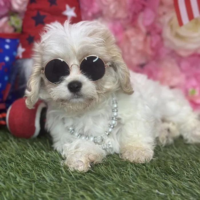 Female Cavachon Puppy for Sale in Saugus, MA