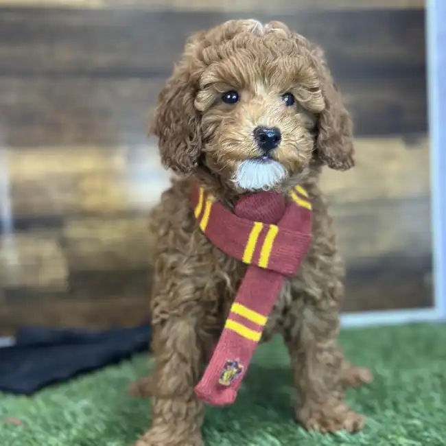 Male Poodle Moyen (Medium) Puppy for Sale in Saugus, MA