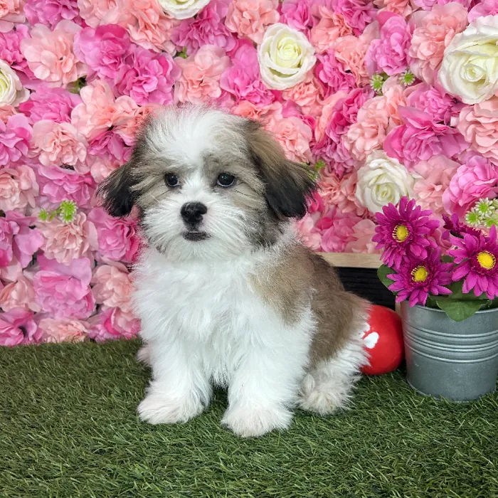 Male Malshi puppy named Pablo for sale at Pet Express Braintree.