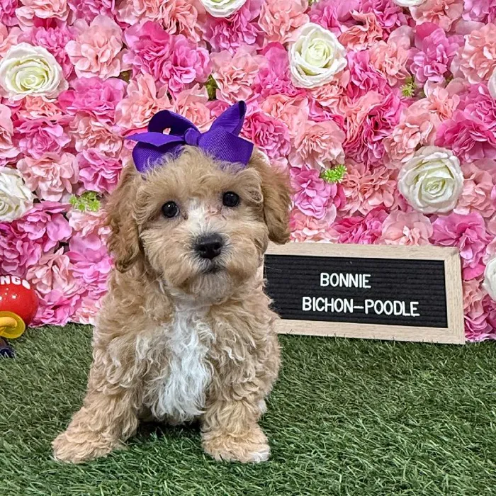 Female Bichon-Poodle puppy named Bonnie for sale at Pet Express Braintree.