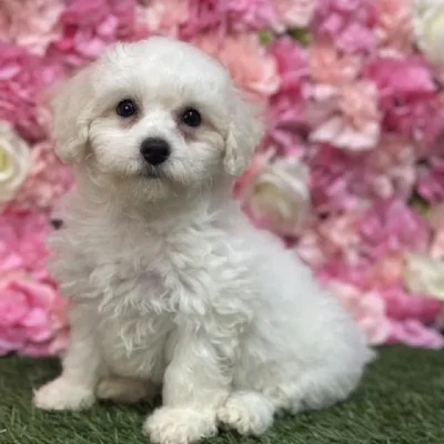 Female Bichon Frise Puppy for Sale in Saugus, MA
