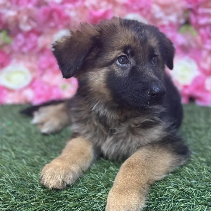 Female German Shepherd Dog Puppy for Sale in Saugus, MA