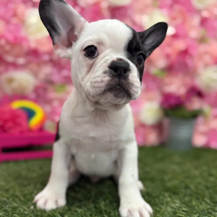 Male Froston Puppy for Sale in Braintree, MA