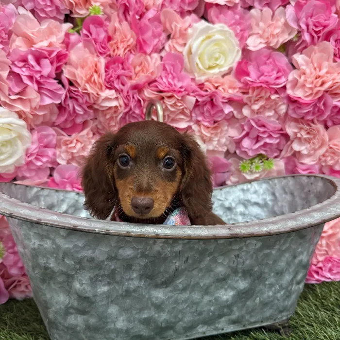 Male Dachshund Puppy for Sale in Braintree, MA