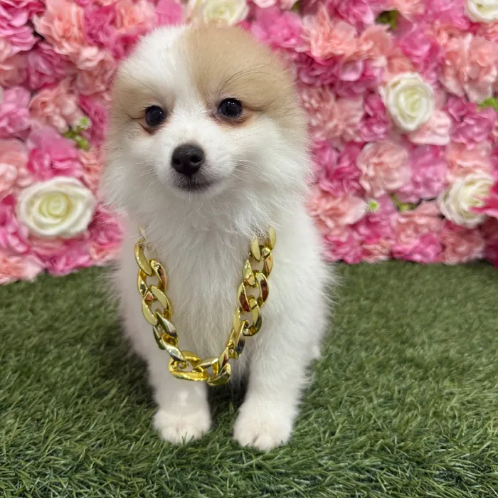 Male Pomimo Puppy for Sale in Braintree, MA