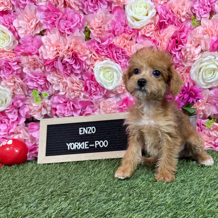 Male Yorkie-Poo 2Nd Gen puppy named Enzo for sale at Pet Express Braintree.