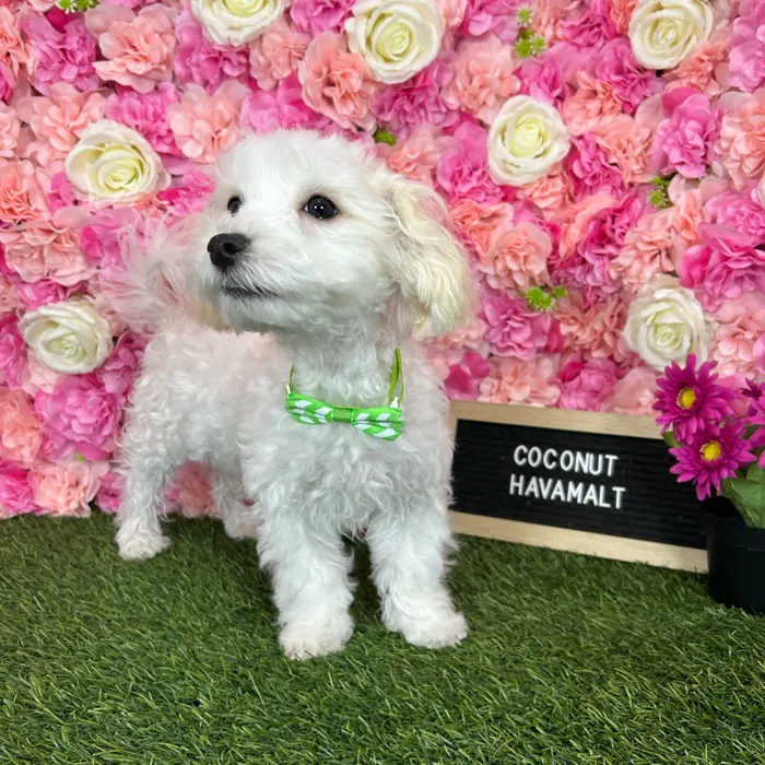 Male Havamalt puppy named Coconut for sale at Pet Express Braintree.