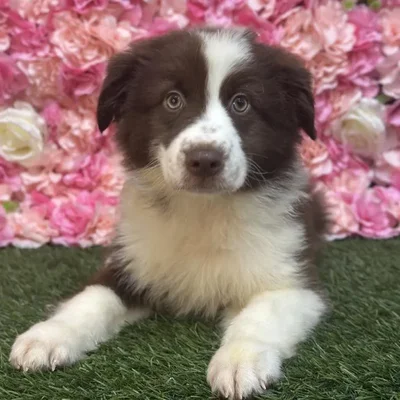 Male Miniature Australian Shepherd Puppy for Sale in Saugus, MA