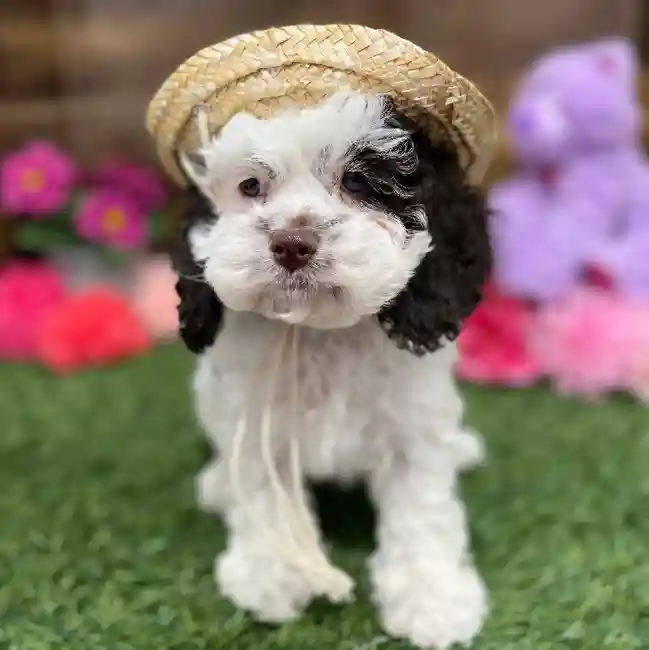 Female Cockapoo Puppy for Sale in Braintree, MA