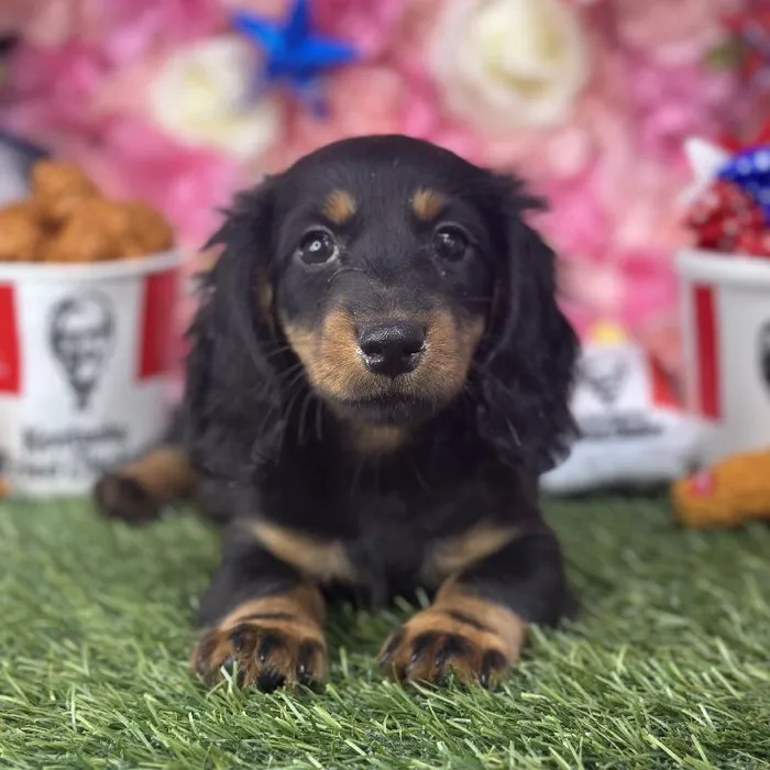 Female Dachshund Puppy for Sale in Saugus, MA