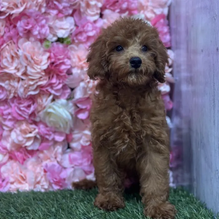 Male Poodle Toy Puppy for Sale in Saugus, MA