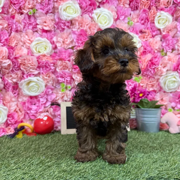 Male Yorkie-Poo puppy named Chase for sale at Pet Express Braintree.
