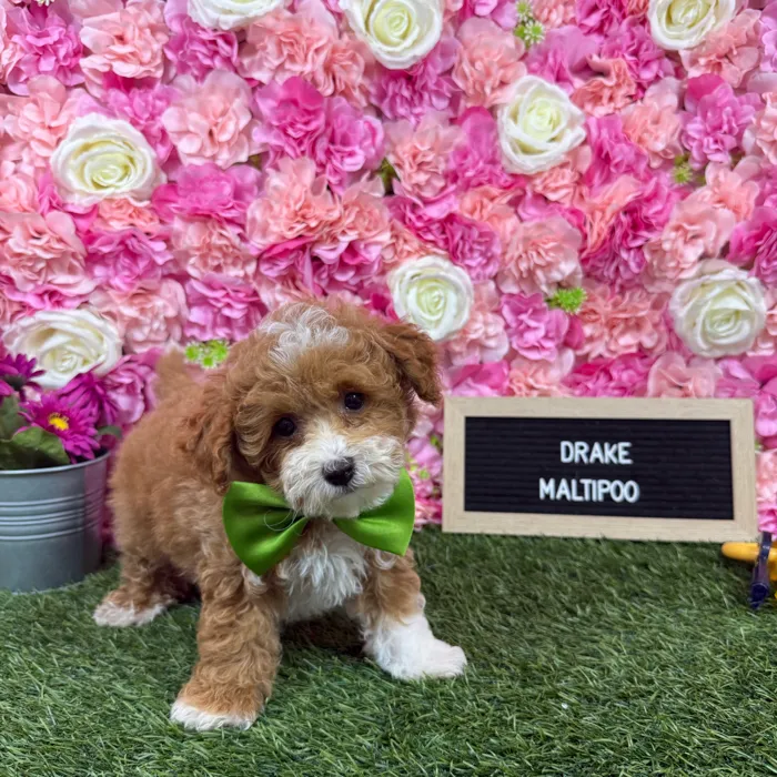 Male Malti-Poo 2Nd Gen puppy named Drake for sale at Pet Express Braintree.
