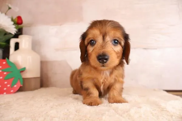 Male Dachshund puppy named Fuego for sale at Pet Express Saugus.