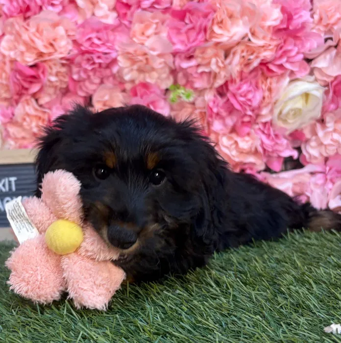 Female Dachshund puppy named Kit for sale at Pet Express Saugus.
