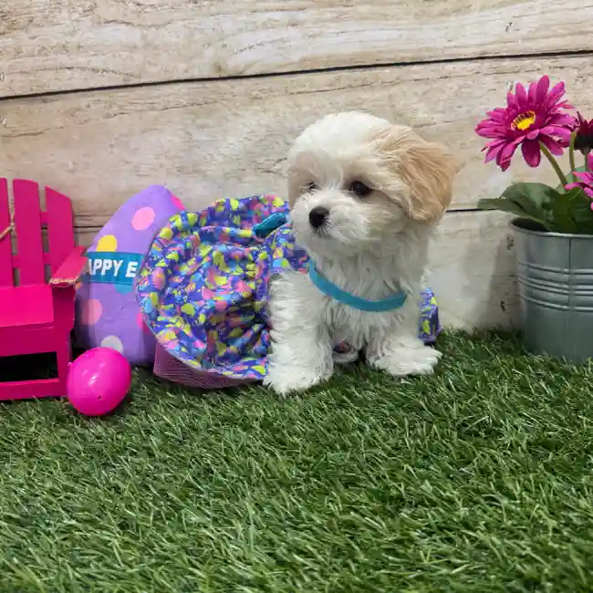 Female Yorkie-Poo 2nd Gen Puppy for Sale in Braintree, MA