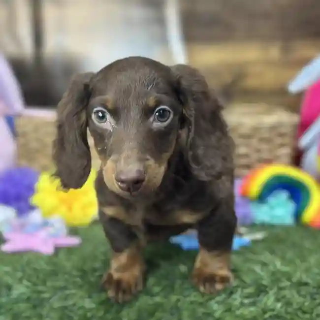 Male Dachshund Puppy for Sale in Saugus, MA