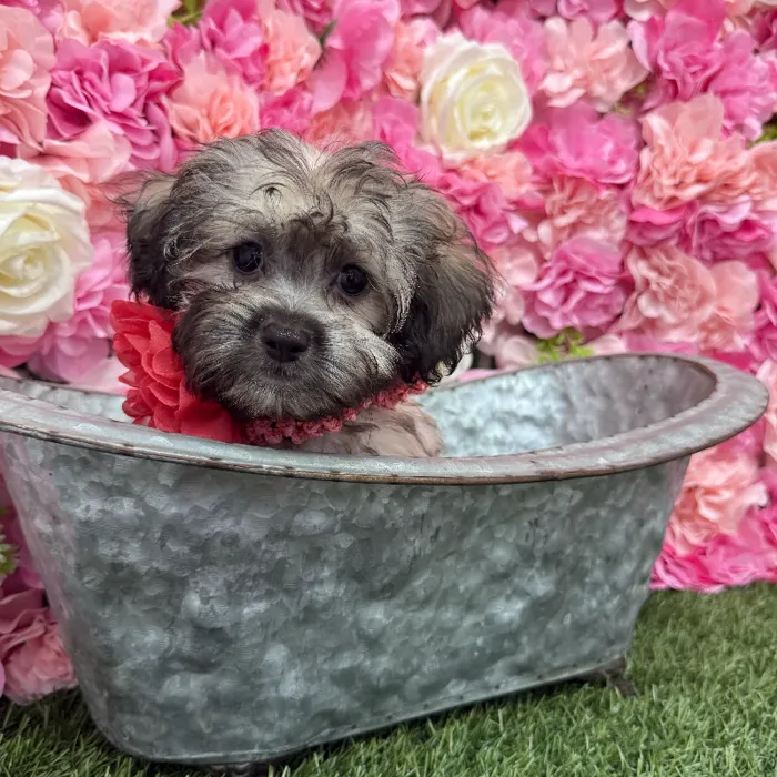 Female Shih-Poo Puppy for Sale in Braintree, MA