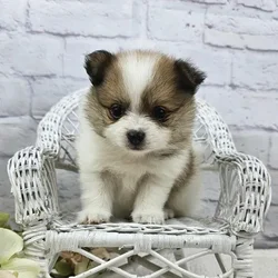 car_main_img_/media/ap_media/pets/OPEZVYIBEBJZ184723.webp.250x250_q85.webp