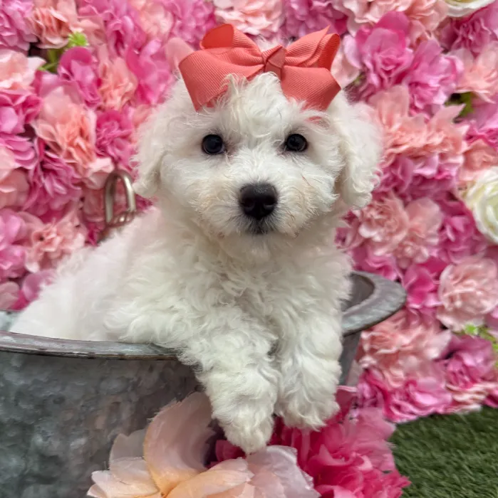 Female Bichon Frise Puppy for Sale in Braintree, MA