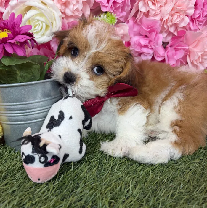 Male Lhasa-Poo puppy named Rajah for sale at Pet Express Braintree.