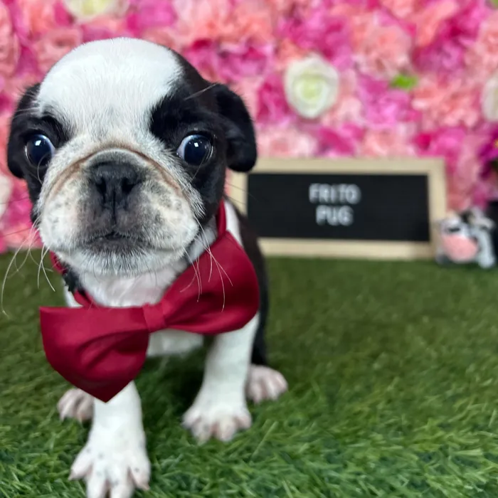Male Pug puppy named Frito for sale at Pet Express Braintree.