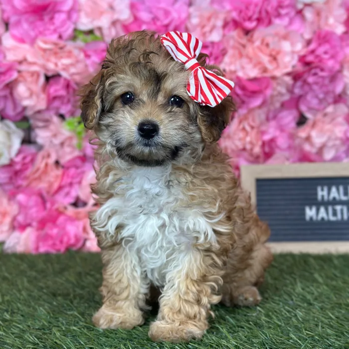Female Malti-Poo 2Nd Gen puppy named Haley for sale at Pet Express Saugus.