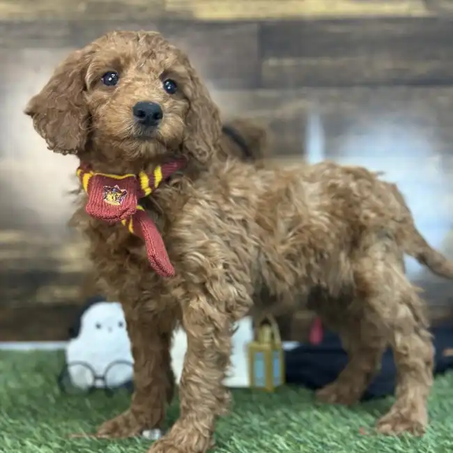 Male Mini Irishdoodle 2nd Gen Puppy for Sale in Saugus, MA