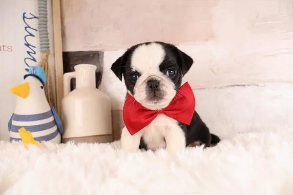 Male Pug puppy named Frito for sale at Pet Express Braintree.