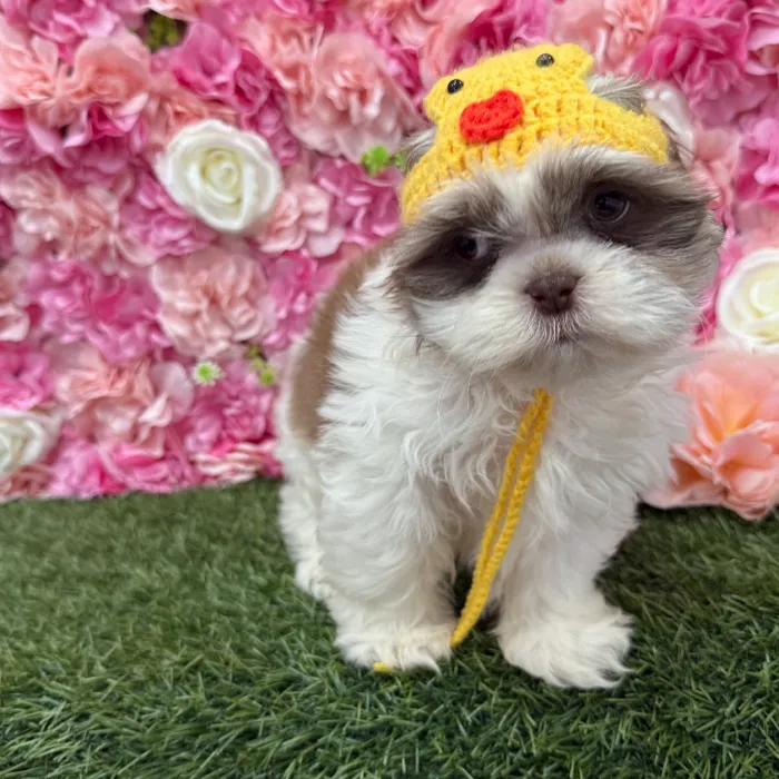 Male Shih Tzu Puppy for Sale in Braintree, MA
