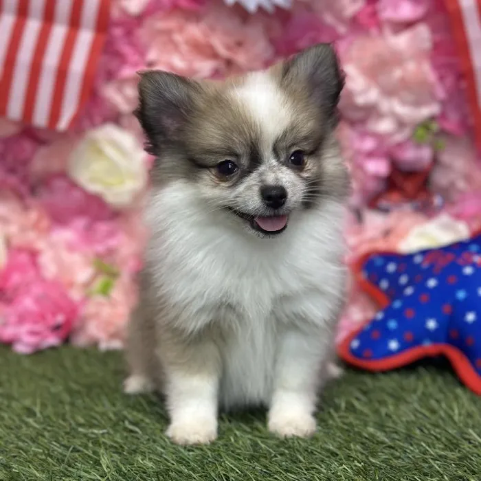 Female Pomimo Puppy for Sale in Saugus, MA
