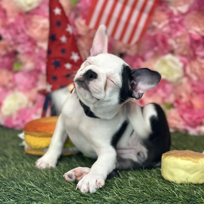 Female Froston Puppy for Sale in Saugus, MA