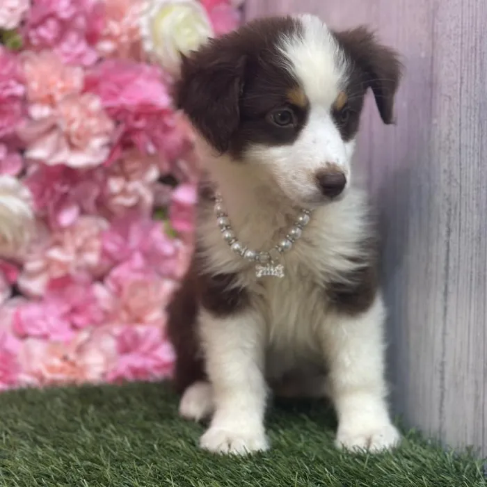 Female Australian Shepherd Puppy for Sale in Saugus, MA