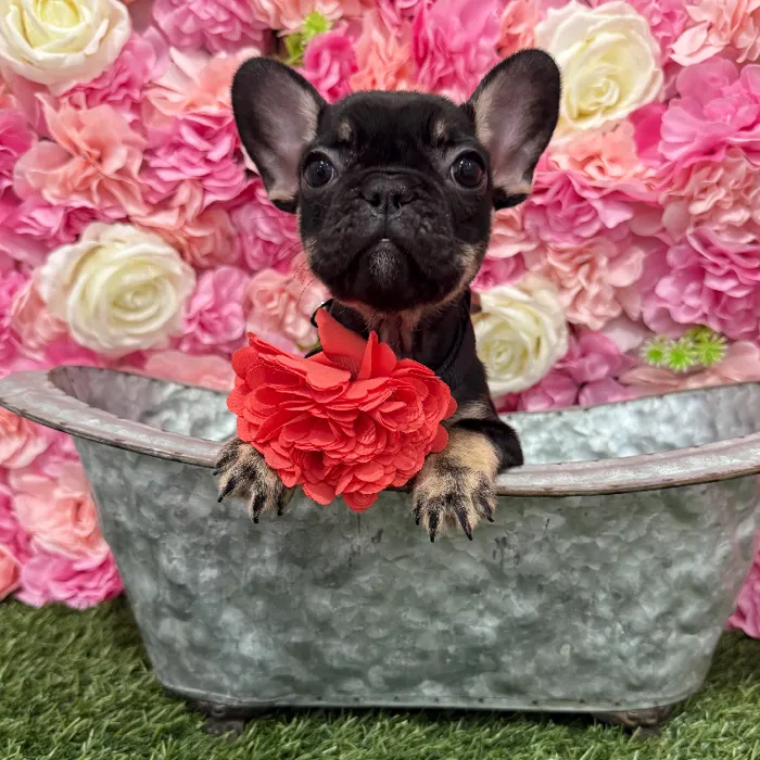 Female French Bulldog Puppy for Sale in Braintree, MA